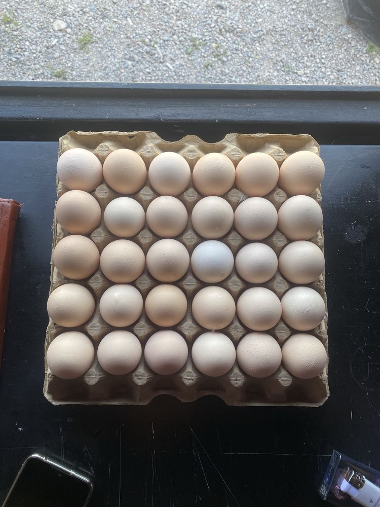 Продаются яйца свежие,птицафабрики