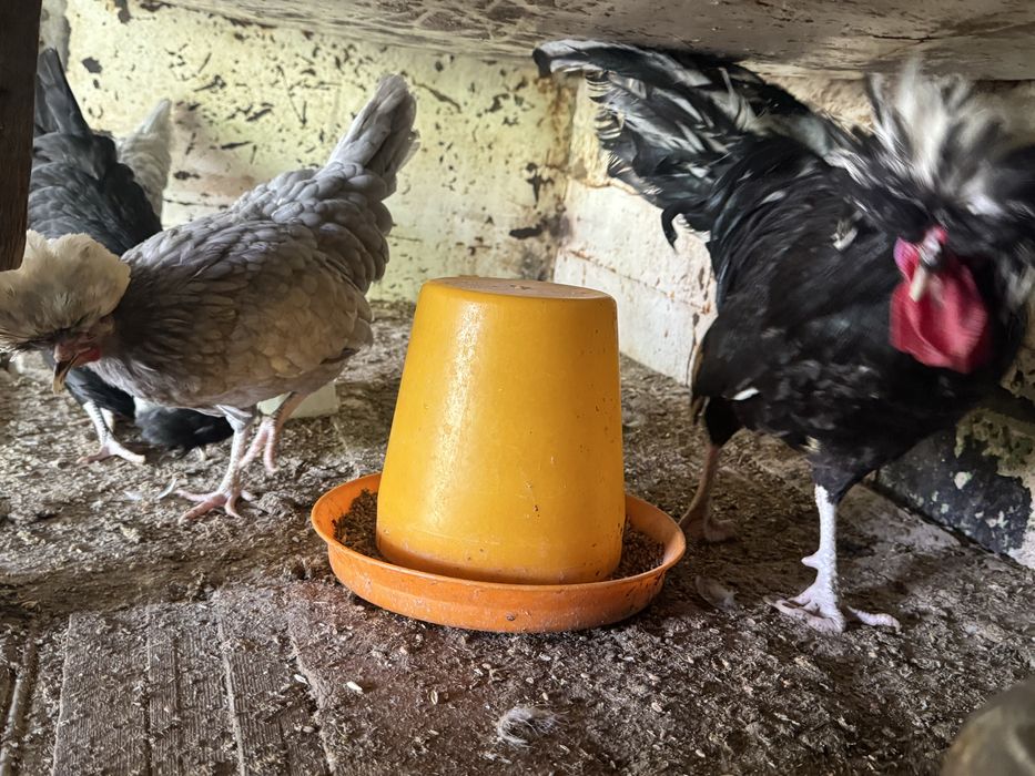 галланка товуклар сотилади голандский