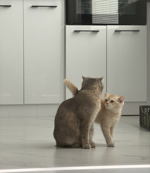 Mushuk sotiladi malochniy /1 ta o’gil