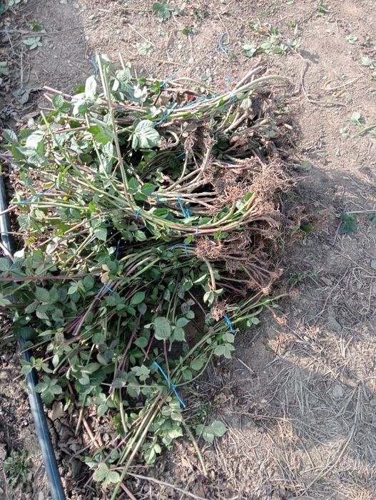 Drajoni mur 20 bucăți 50 lei