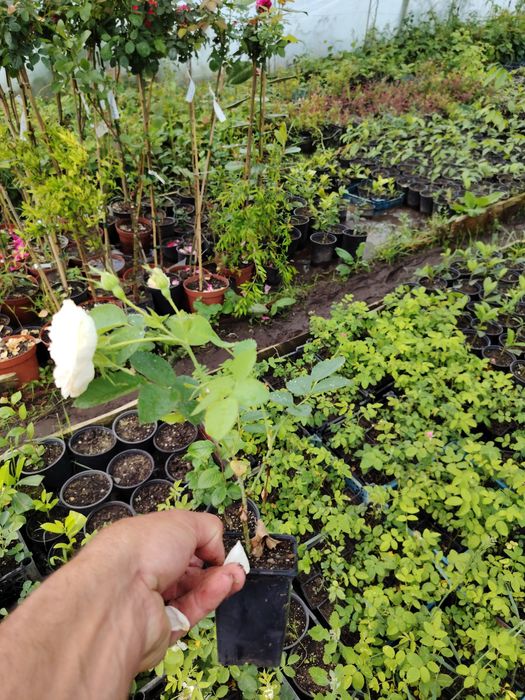 Trandafir  pentru dulceata  Damascena într-o oală