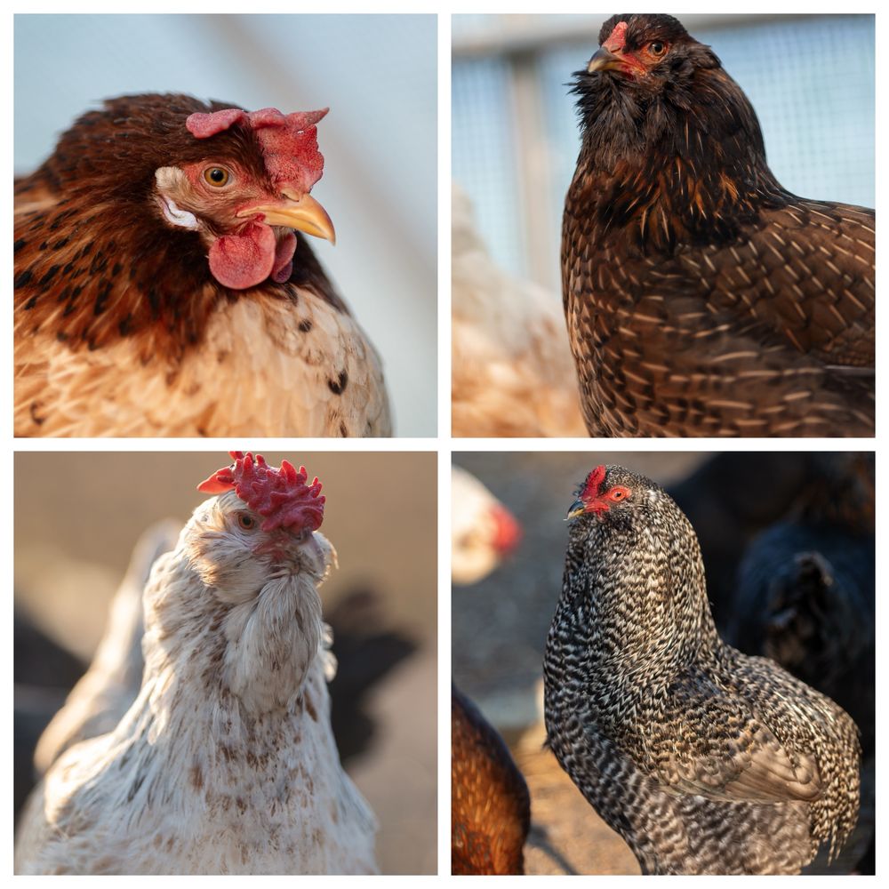 Oua incubat - araucana ameraucana oliver bresse marans orloff leghorn