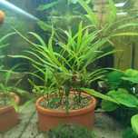 Plante acvariu Gupy Grass, Ceratophyllum, Hygrophila