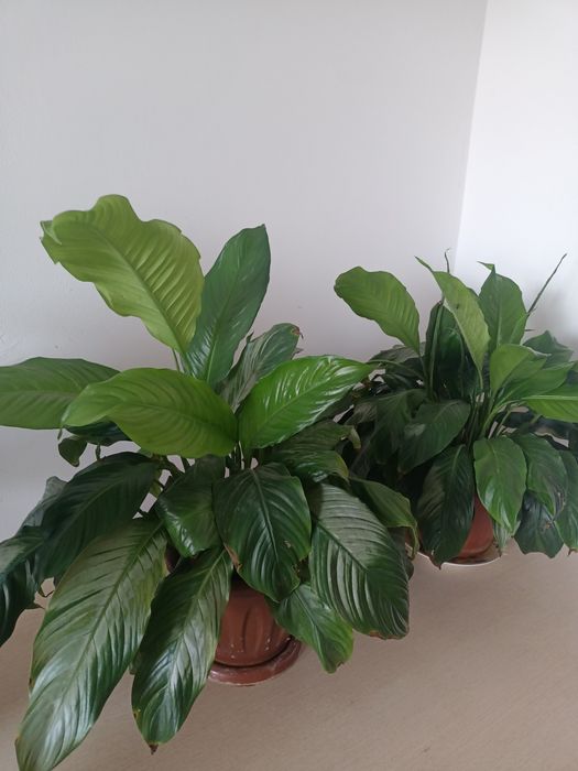 Продам комнатные цветы