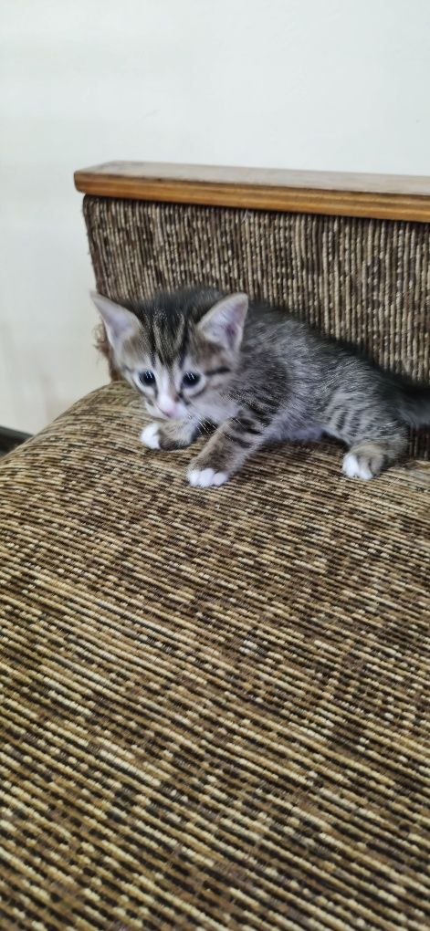 Отдаем котят в добрые руки бесплатно