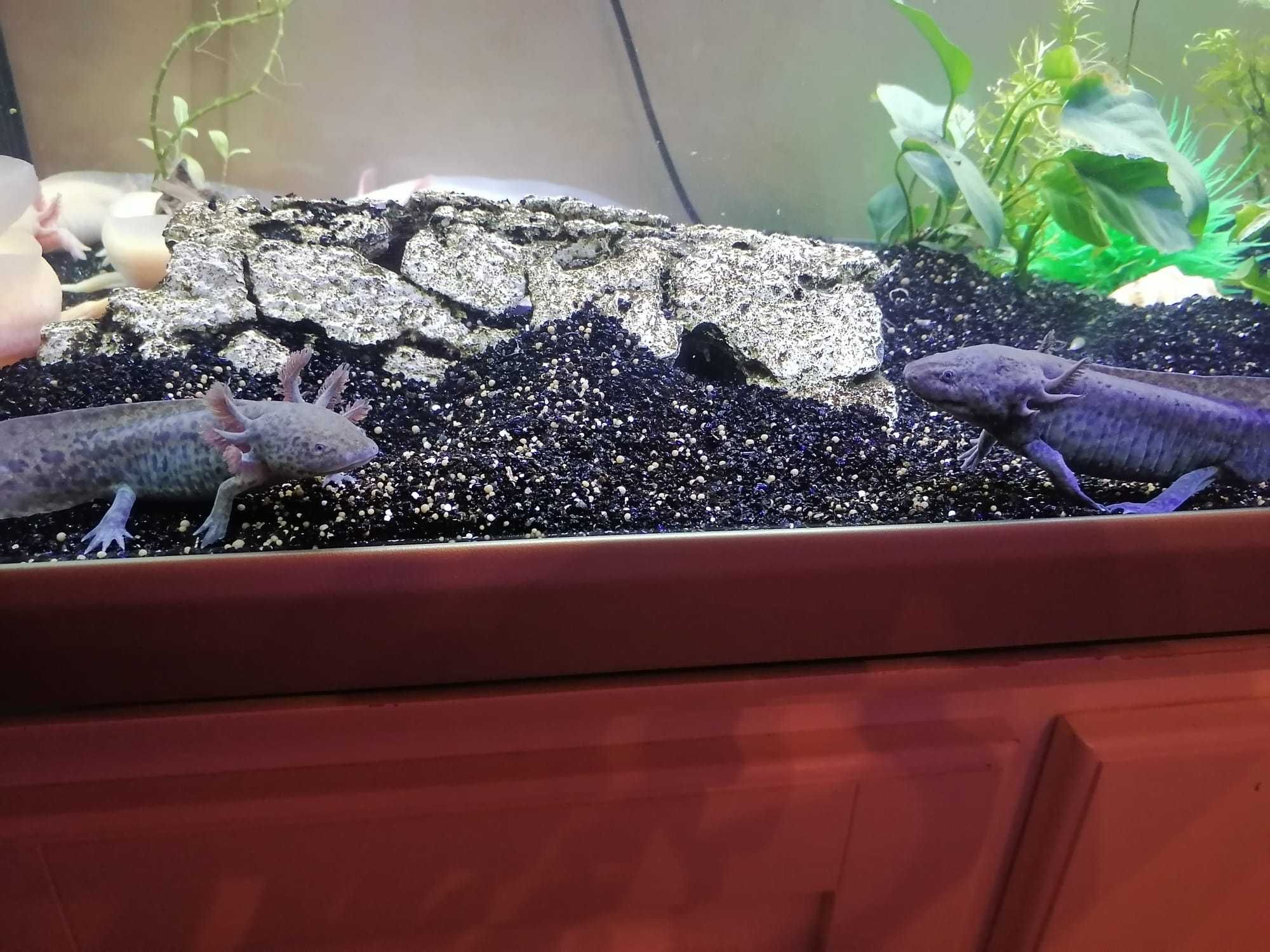 Axolotl Oferta!! (Ambistoma mexicanum)