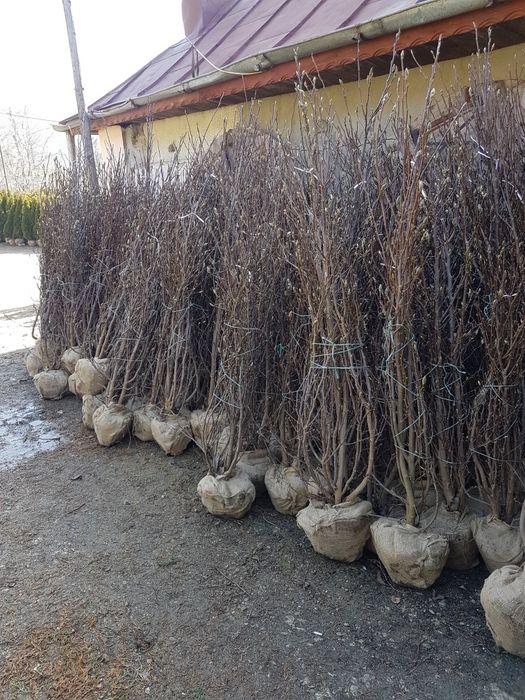 Copaci ornamentale Tuia mesteacăn Magnolia