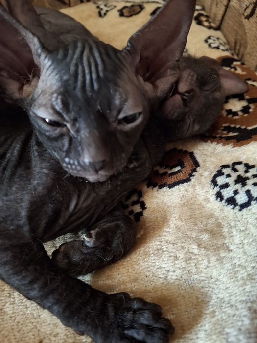 Сфинкс девочка, красавица 1,5 мес.