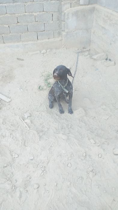 Немецки дратхар сучка