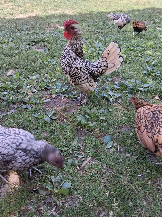 Cocoșei pe Argintiu caută căsuța- 100 lei, Cocoșei +Gaină 250 lei