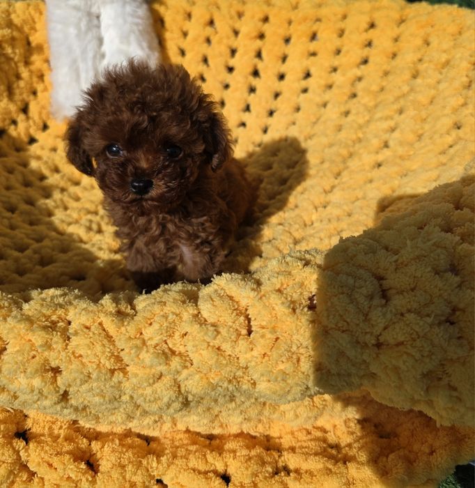 Резервиран !Тийкъп момче/ Tea cup/ с документ за произход