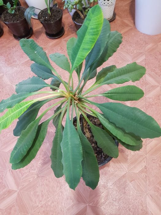 Комнатные растения