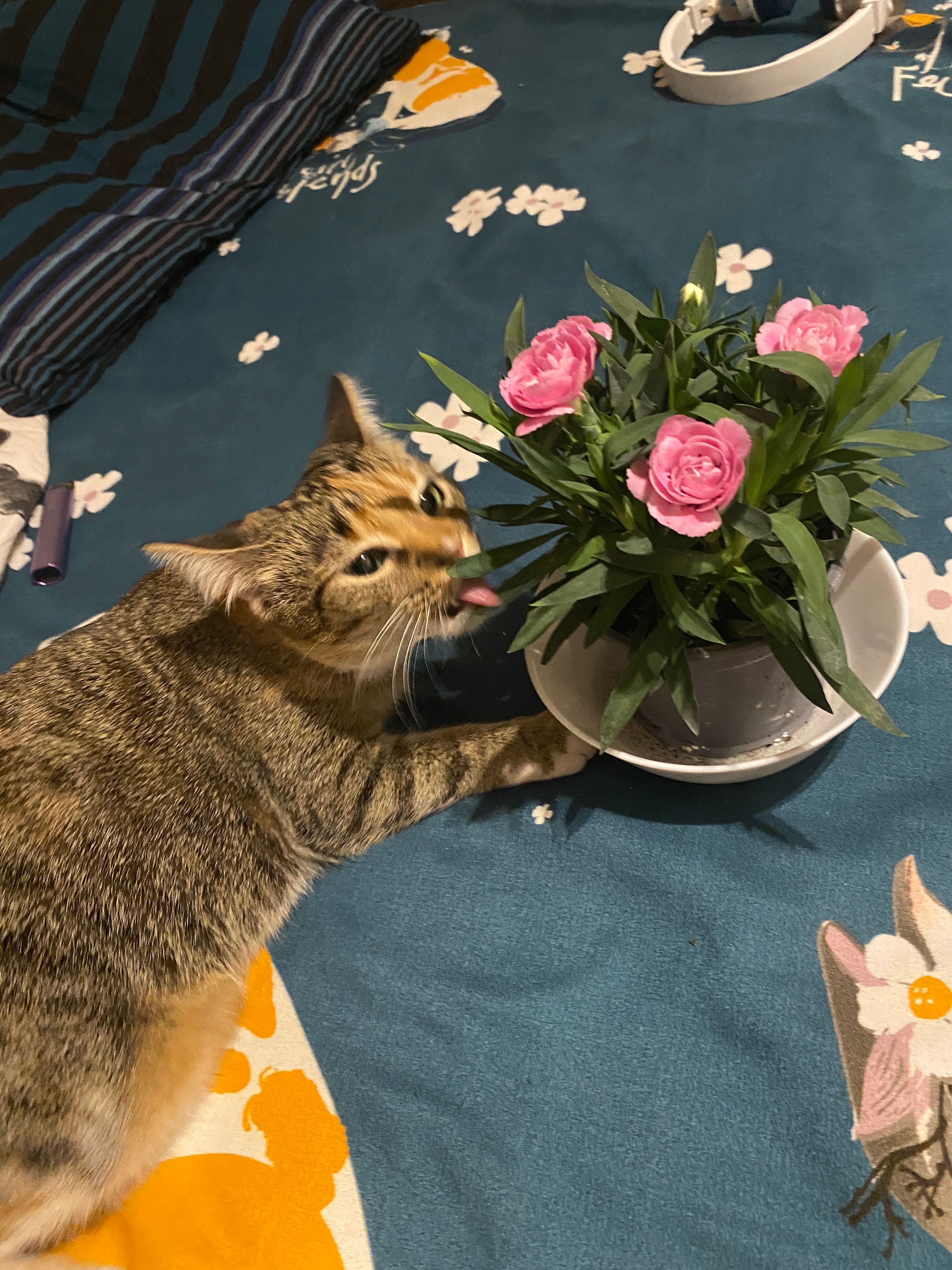 pisica spre adoptie
