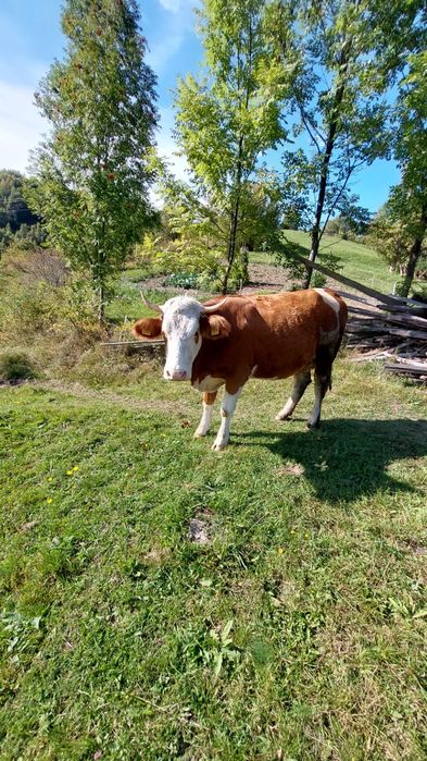 Vaca de vanzare de 4 ani