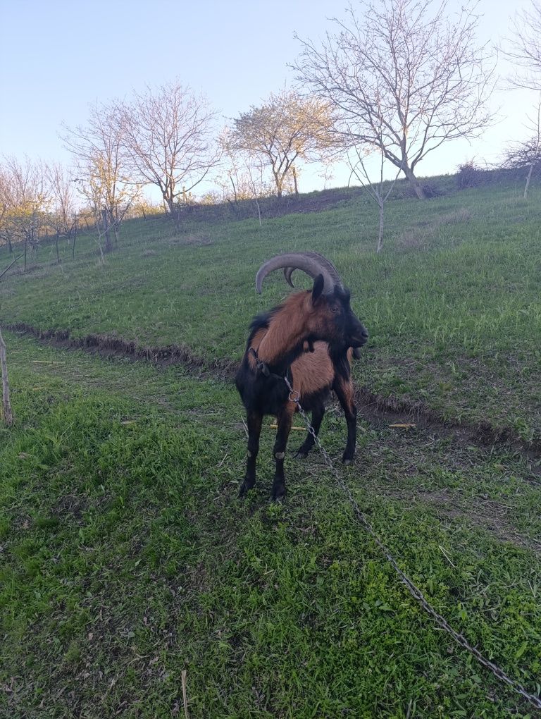 Vând țap alpin francez  tânăr în vârstă de 2 ani