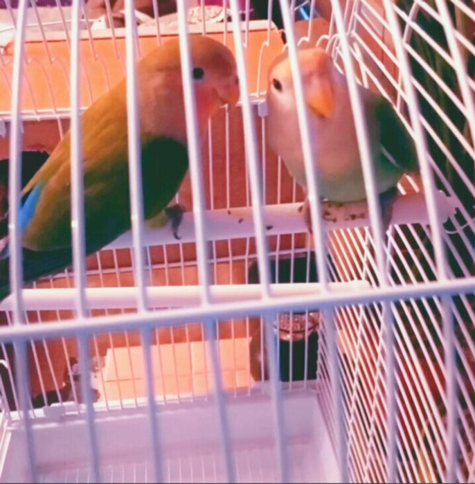 Двойка млади неразделки