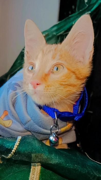 Рыжий котенок Персик