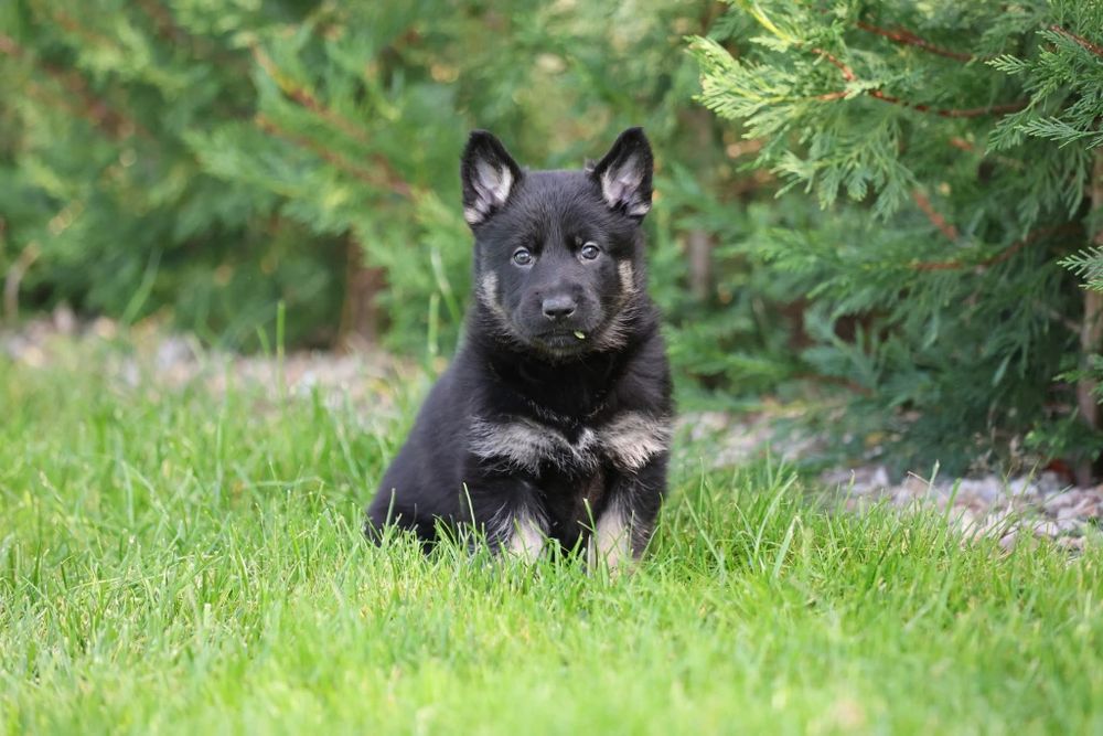 Ciobanesc German bicolor linie clasica de lucru cu pedigree canisa