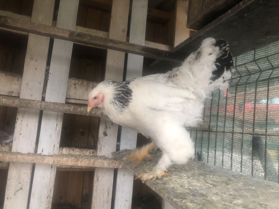 Gaini brahma wiandotte Susex Combatant indian