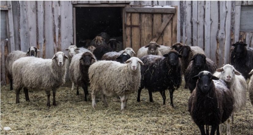 Продам срочно бвранов оптом