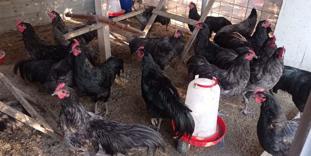 Cocoși Australorp de vânzare