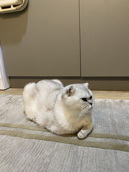 Скоттиш фолд девочка