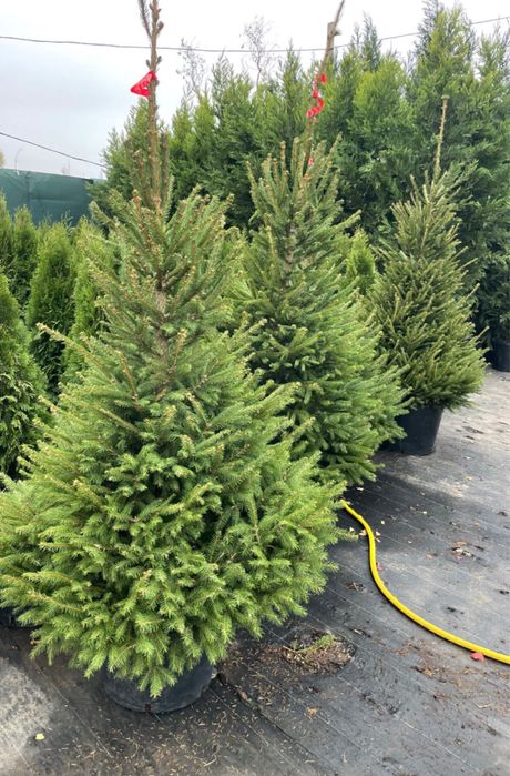 Vand brazi-normandian-argintiu-picea punges diferite specii
