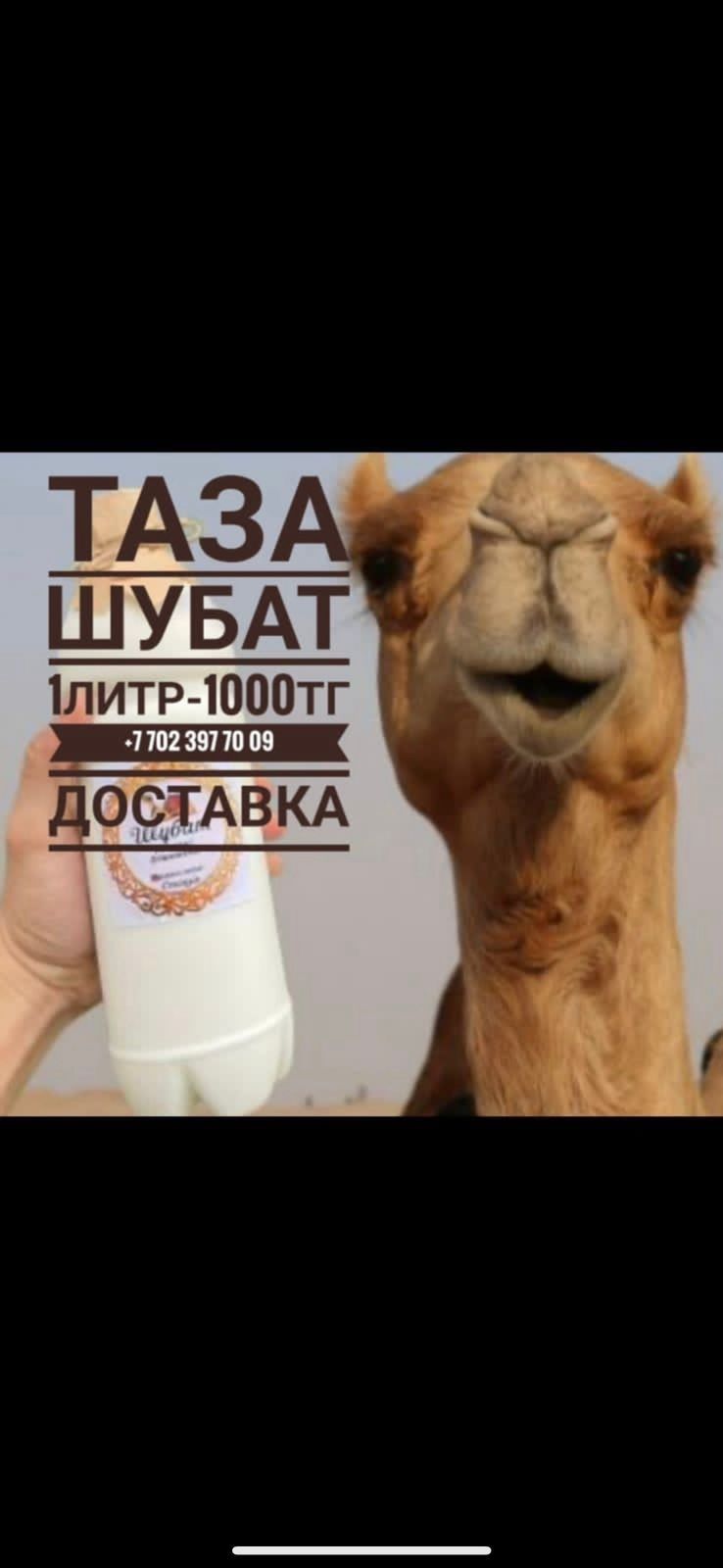 Свежий шубат(шұбат)