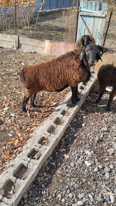 Продам кошкар и две баранухи