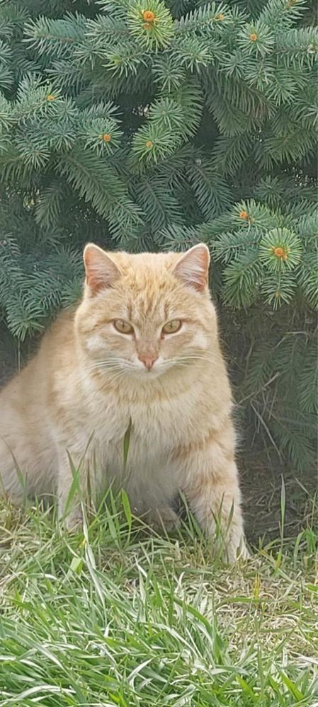 Кот ласковый, добрый, эмпат