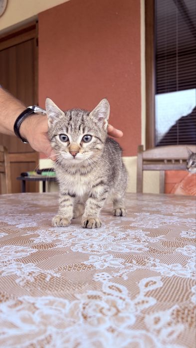 Подаряват се