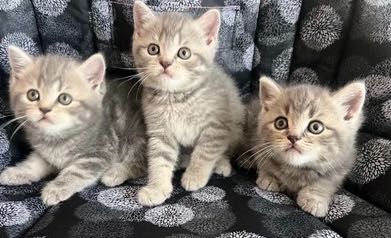 Серебристые Котята