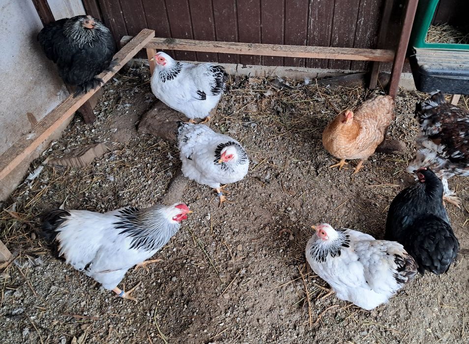 Wiandotte pitic herminat deschis si cochinchina pitic