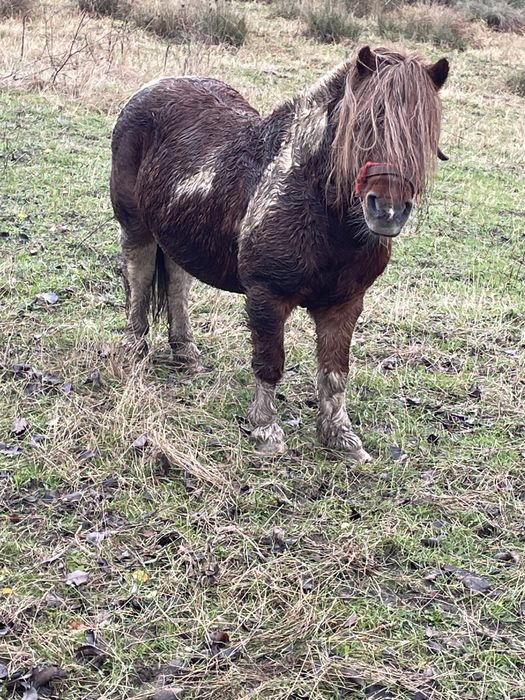 Vand ponei ,   foarte cuminte