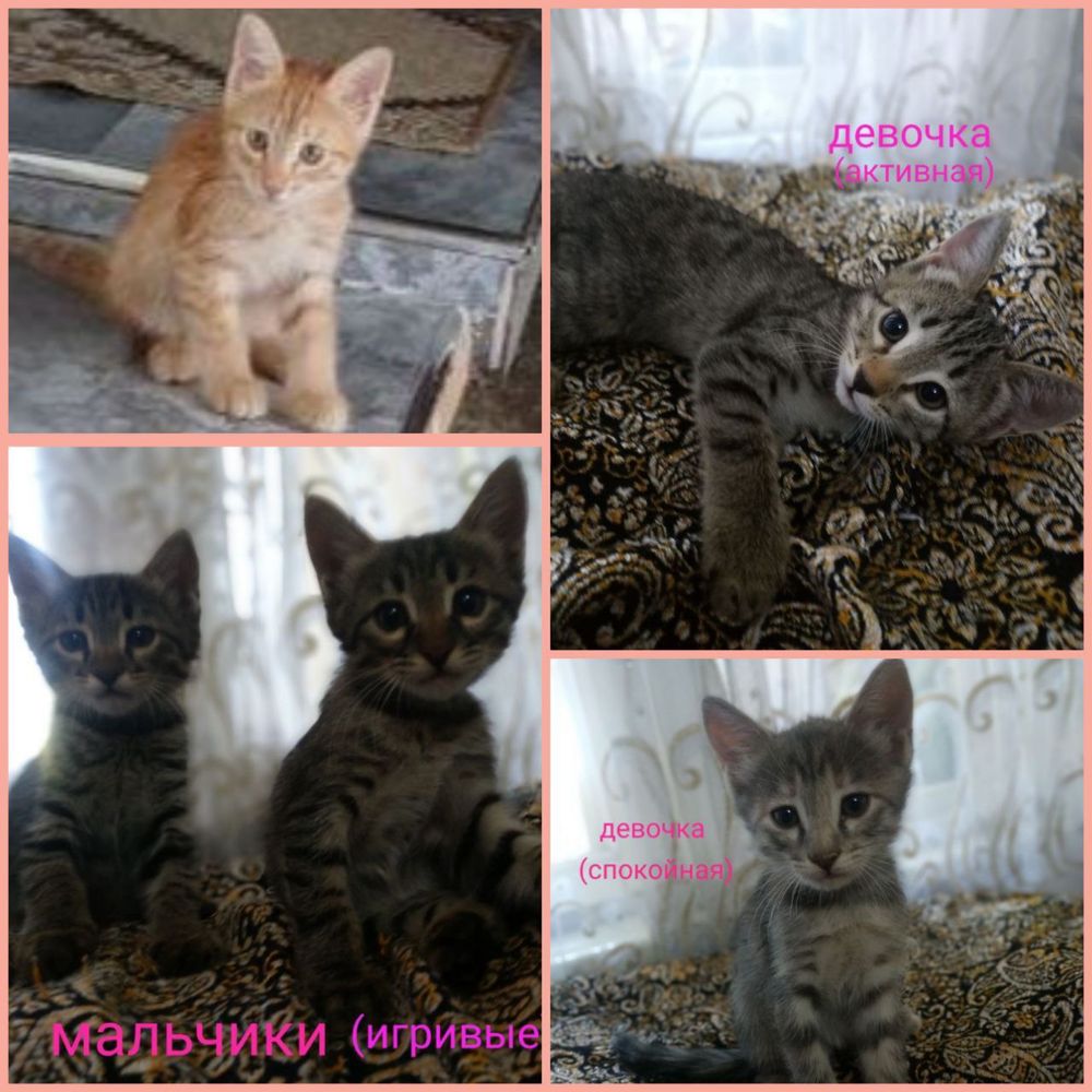 Котята ищут дом и семью!