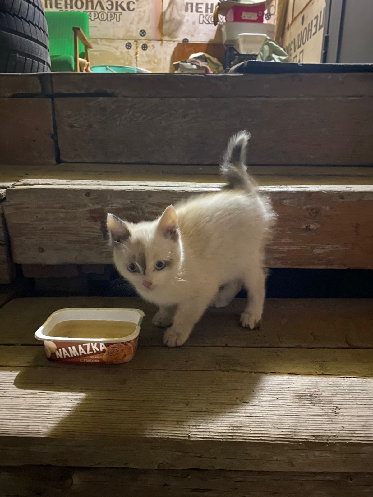 Отдам котёнка  в добрые руки