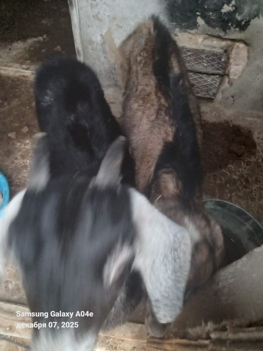 Альпи ешкілер сатылад