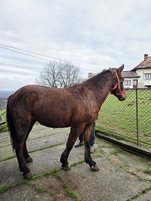 Cal de vânzare, vârstă 2 ani și 6 luni
