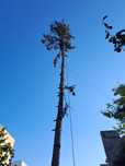 Alpinism Utilitar/Tăiere Arbori De Mari Dimensiuni.