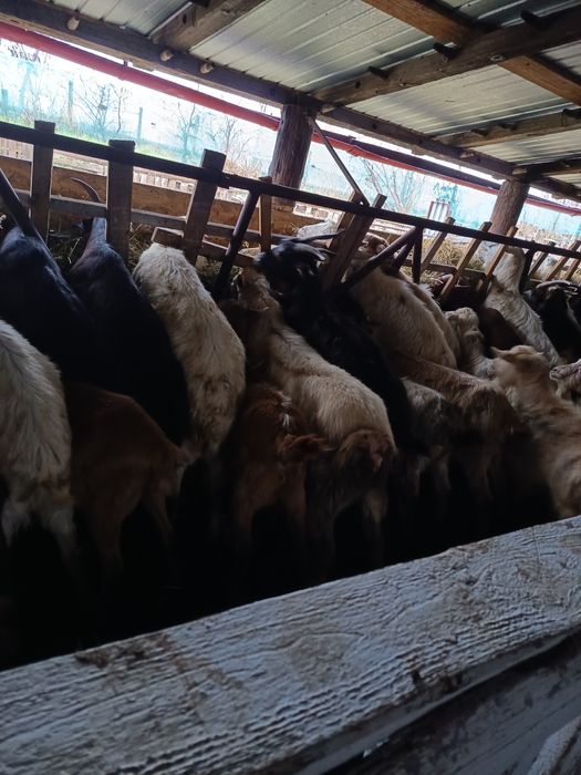 Capre alpina ,alba de banat