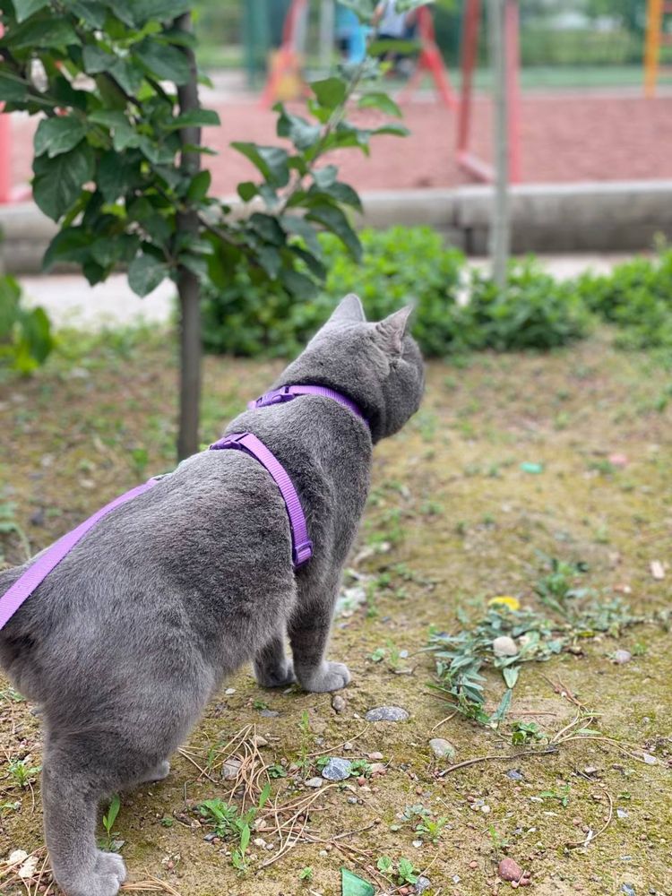 British shorthair Бритиш
