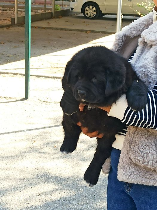 Шенок алабаев чистокровные
