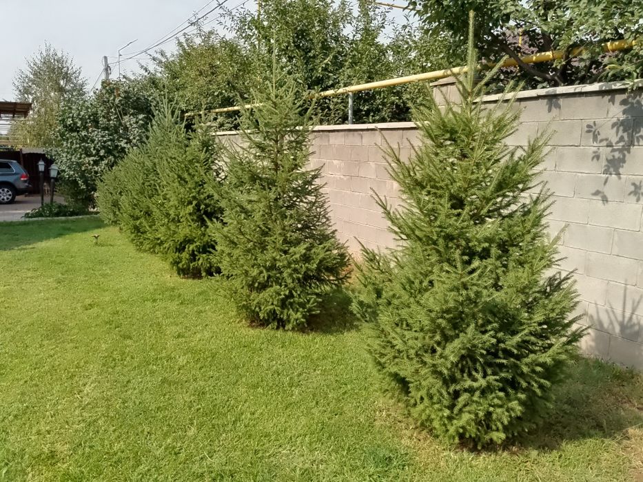 Ёлки 2,8 м и 2,5 м