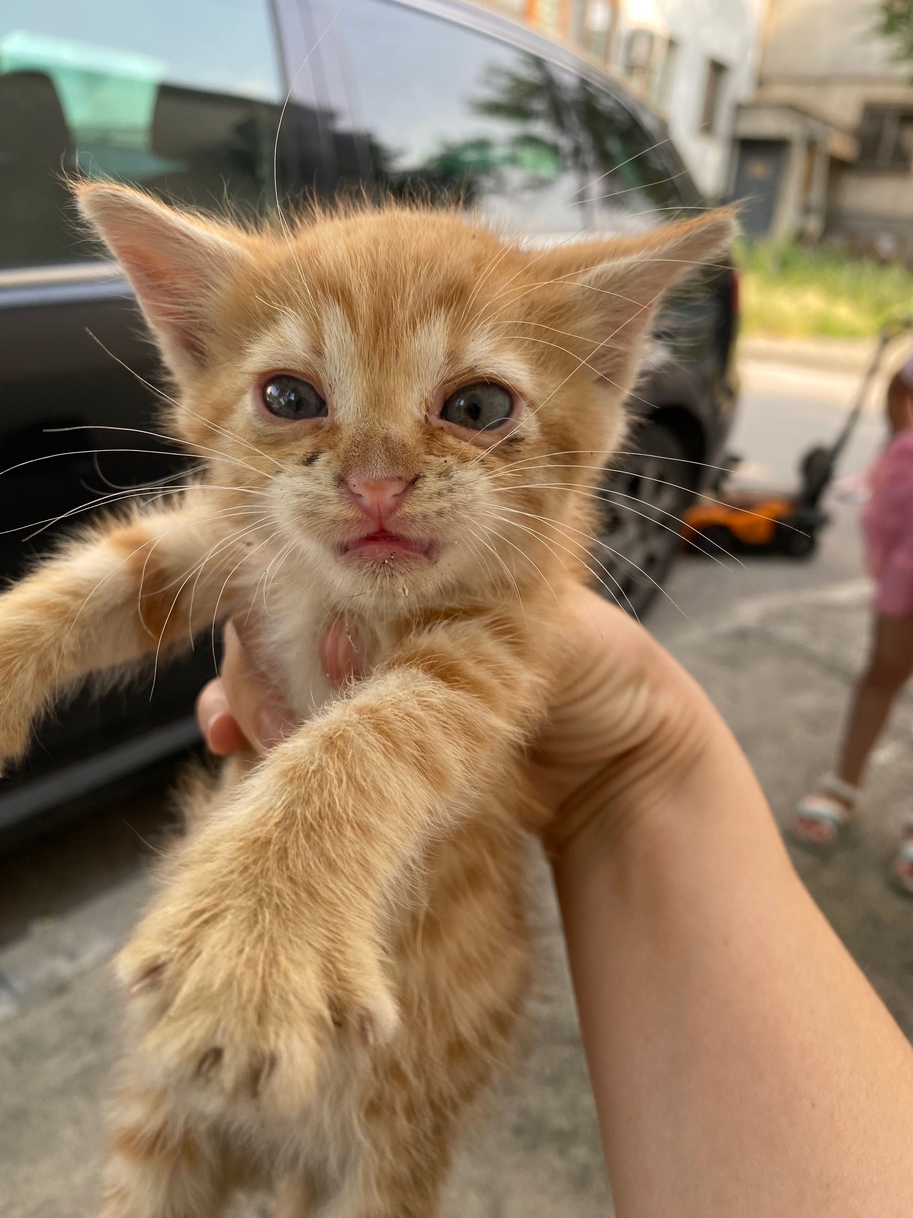 Коте на име Коте търси дом спешно