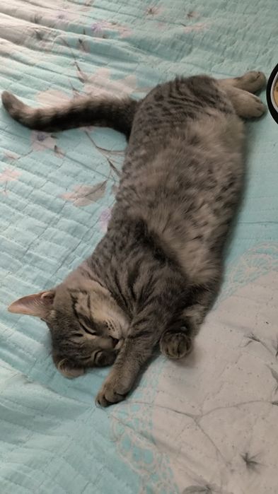 Котёнок 4 месяца