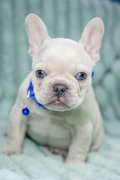 bulldog francez platinum