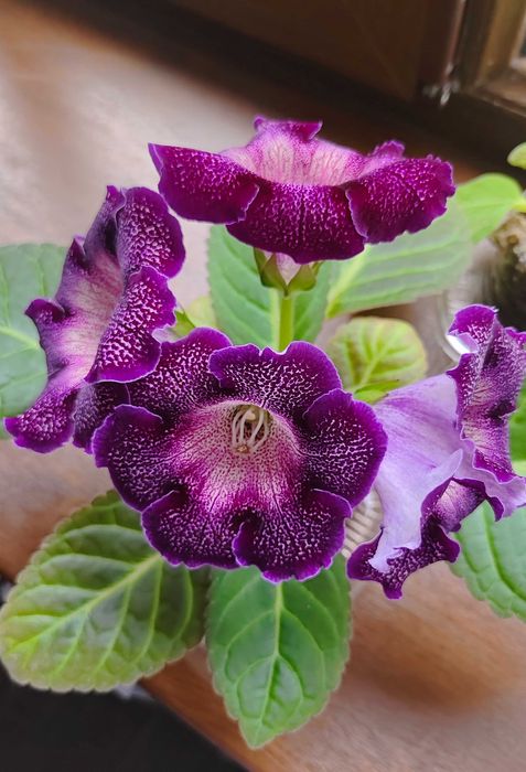 Глоксинии сеянцы