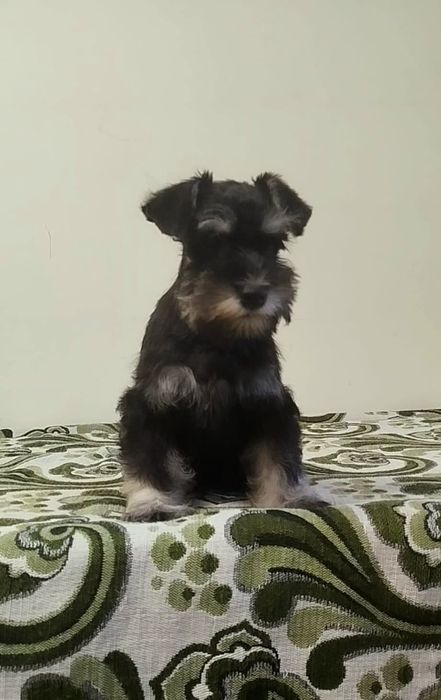Schnauzer pitic negru argintiu cu pedigree
