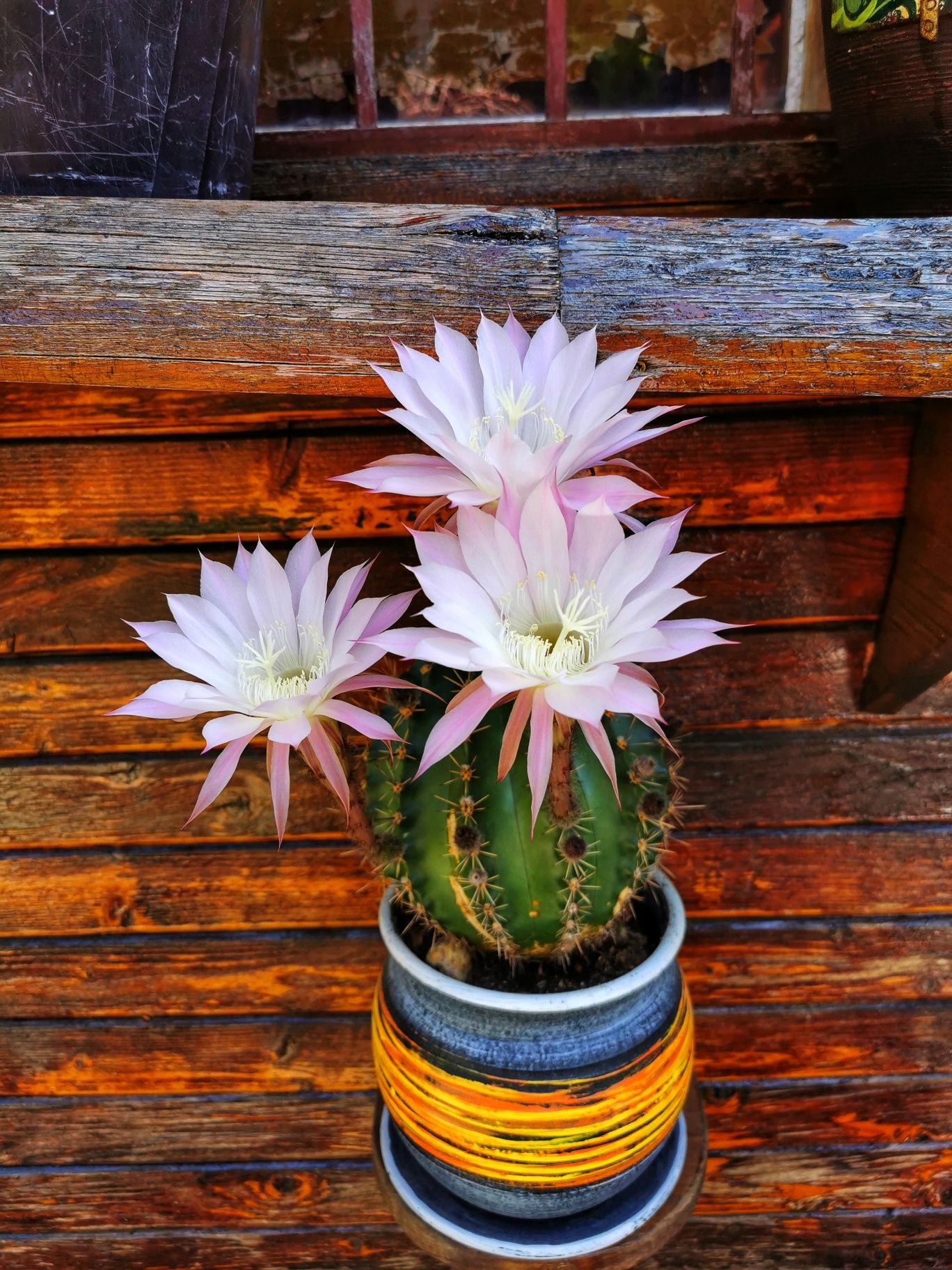 Цъфтящи кактуси Ехинопсис (Echinopsis eyriesii) (различни големини)