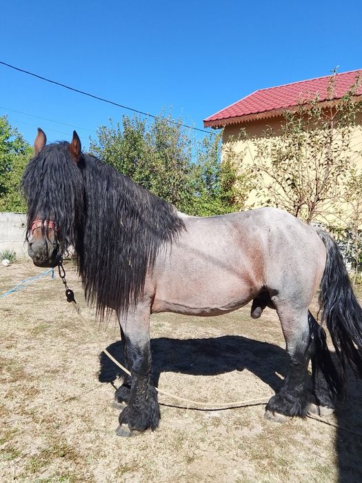 Vand armasar varsta 8 ani